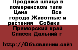 Продажа шпица в померанском типе › Цена ­ 20 000 - Все города Животные и растения » Собаки   . Приморский край,Спасск-Дальний г.